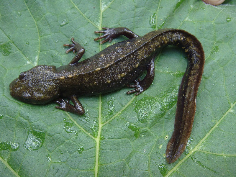 织金瘰螈Paramesotriton zhijinensis Li,Tian Gu